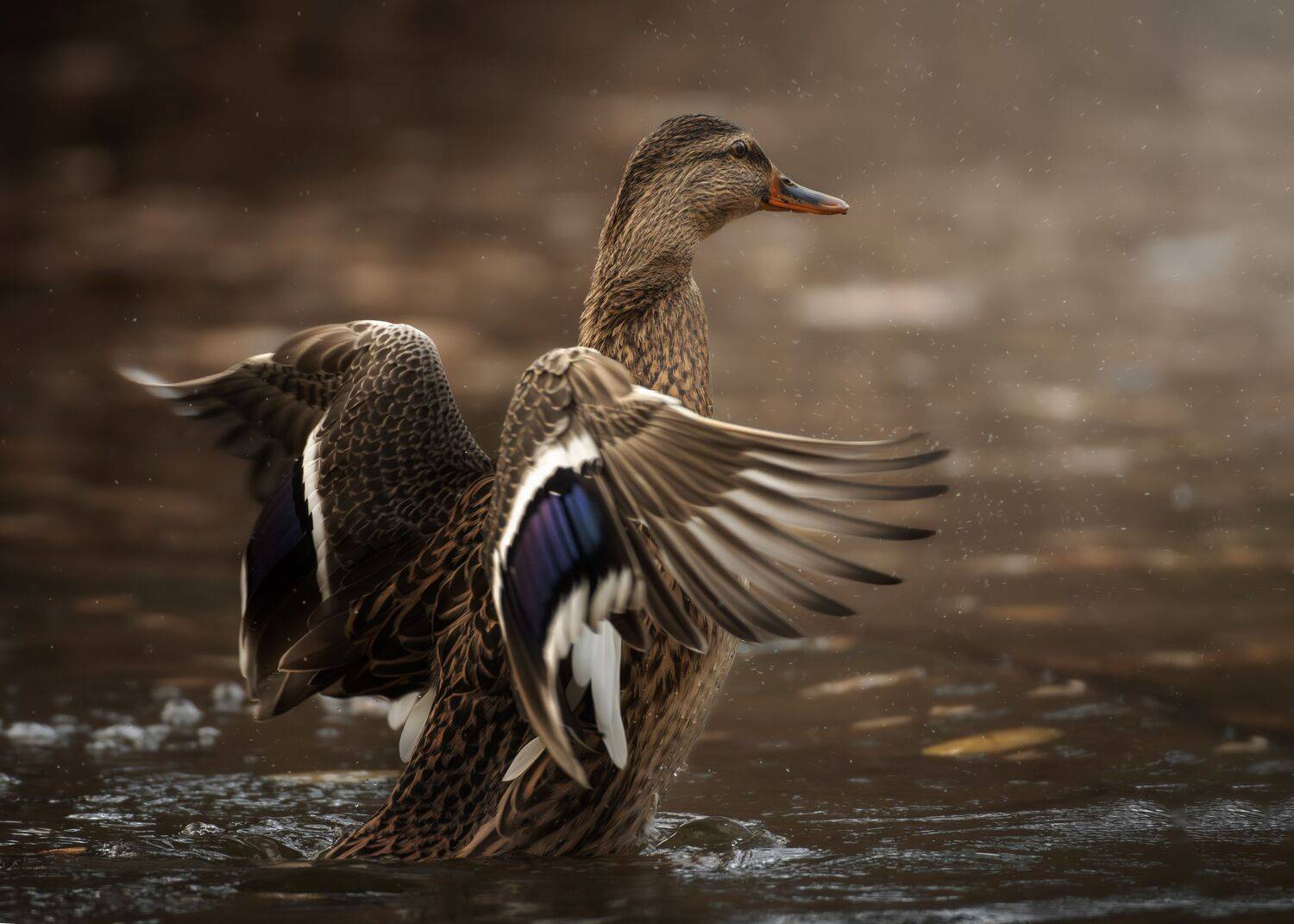 , Полина Шальнева