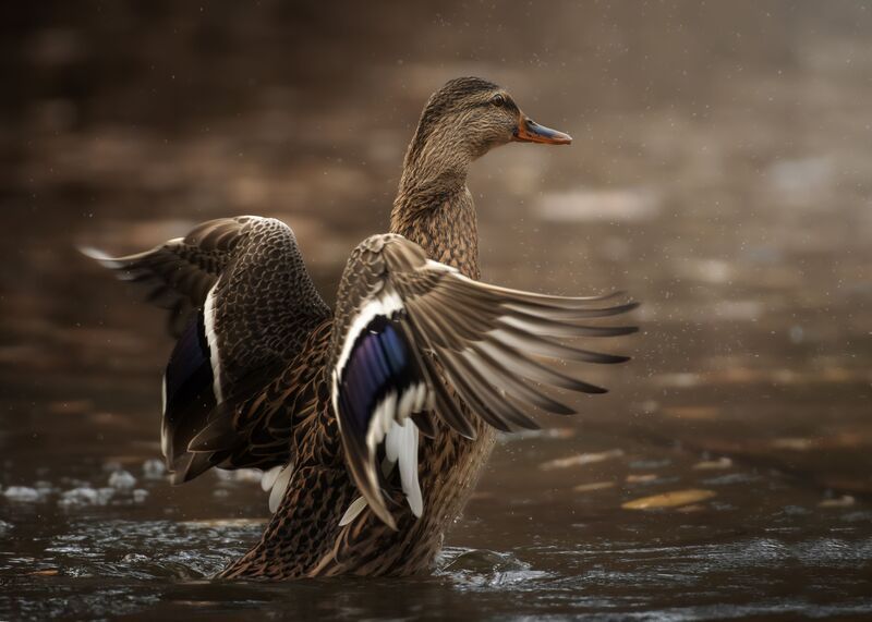 Кряква  фото превью