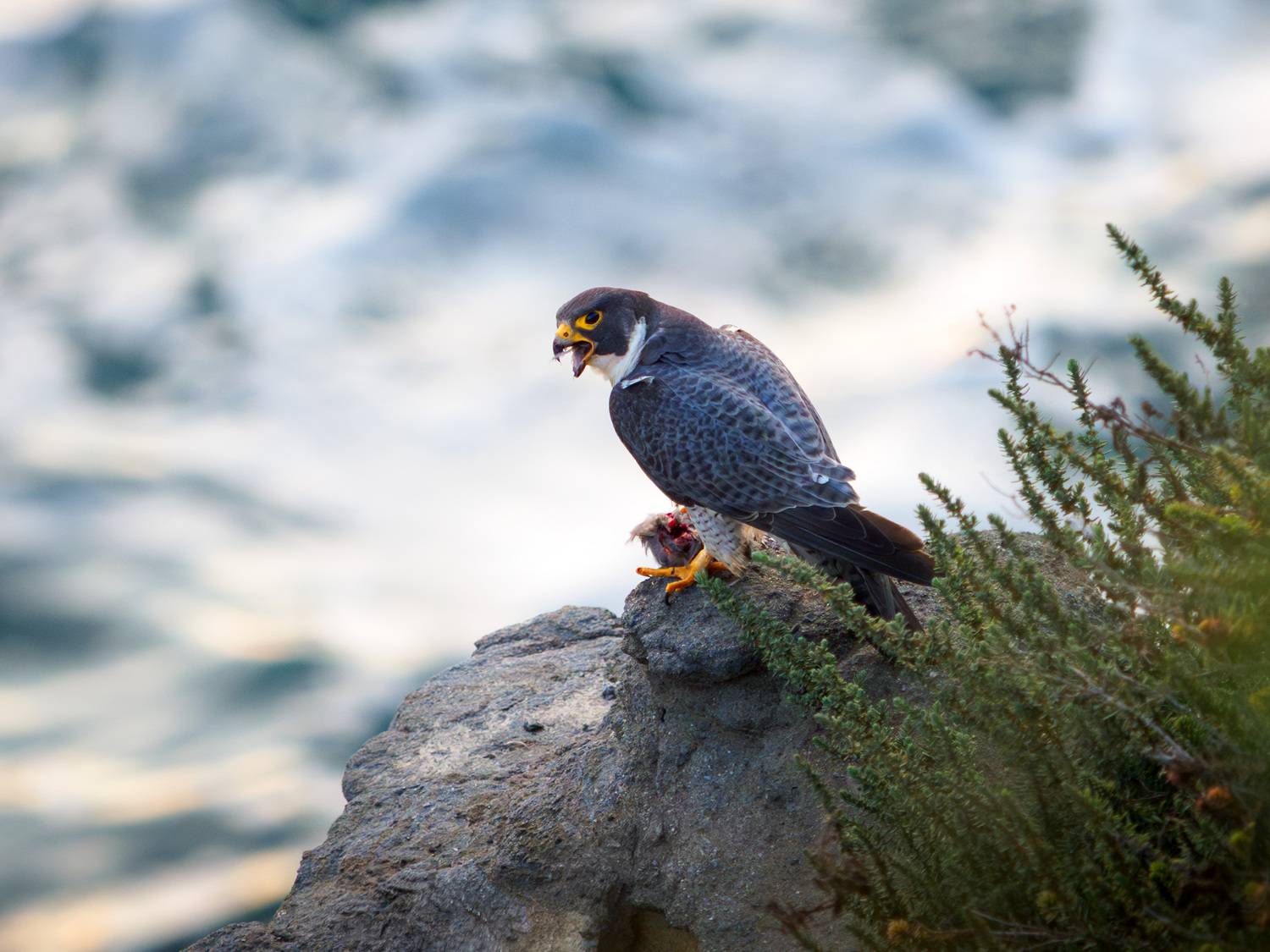 птица, сокол, сапсан, фотоохота, Vladimir Kulikov