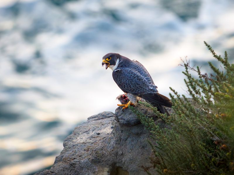 птица, сокол, сапсан, фотоохота Сокол-сапсан  фото превью
