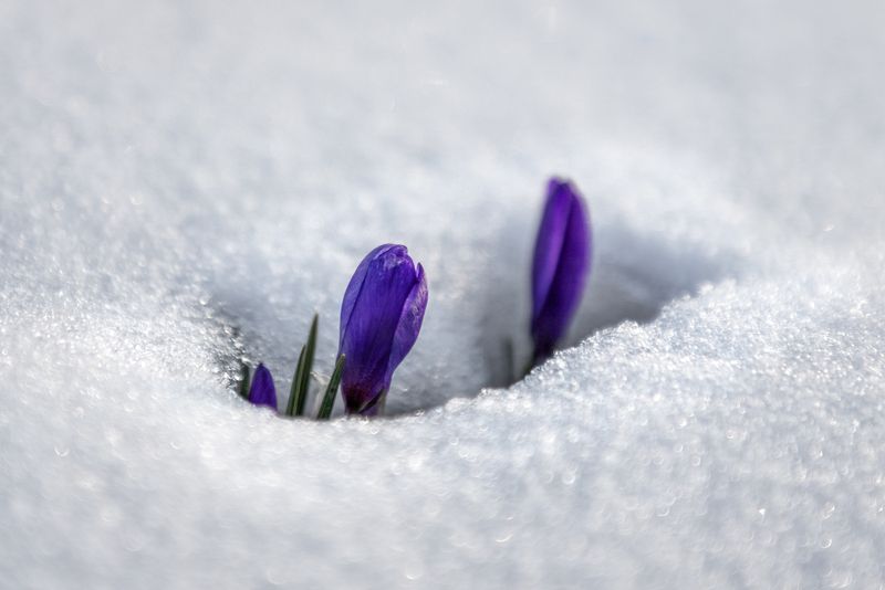 крым Крокусы пробиваются фото превью