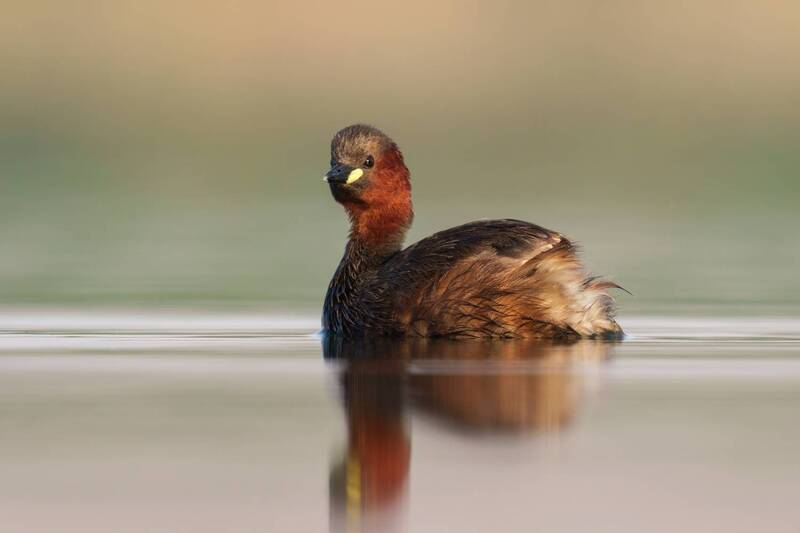 птица, поганка, фотоохота Малая поганка фото превью