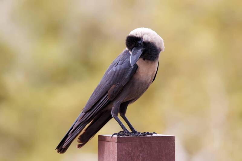 ворон, птица, фотоохота, природа Блестящий ворон фото превью