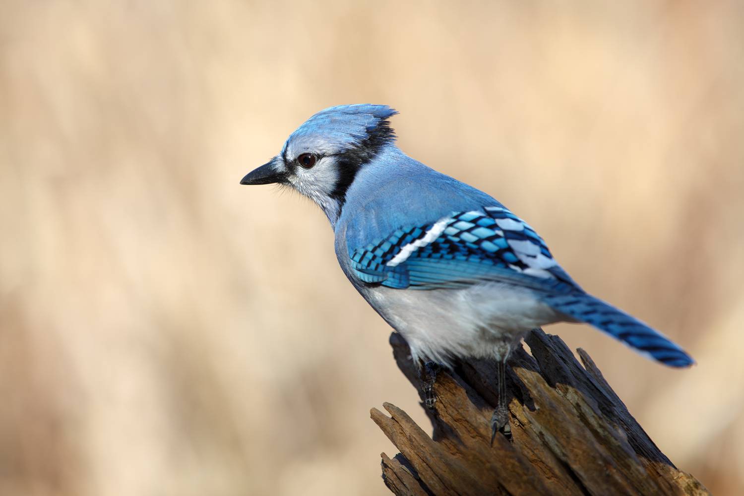 птица, сойка, природа, фотоохота, Vladimir Kulikov