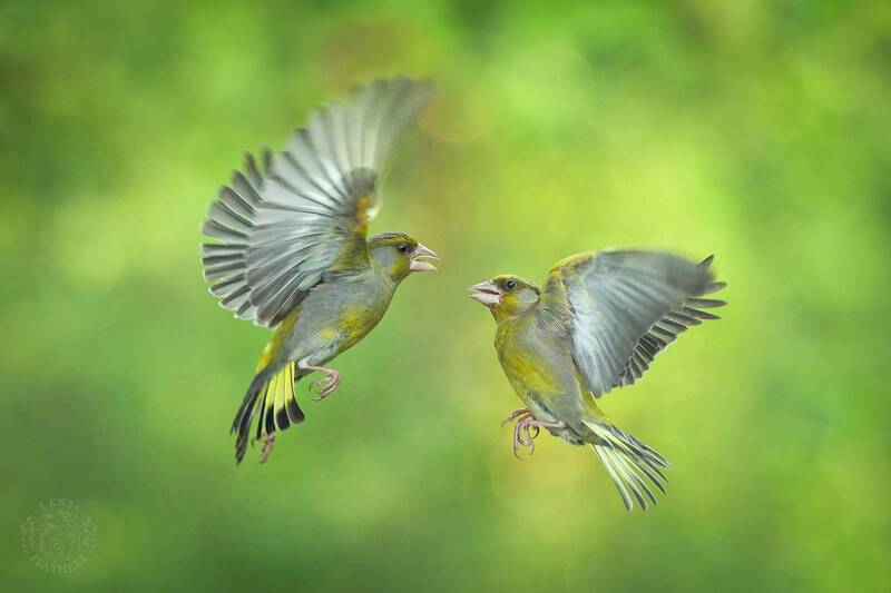Lens and Feathers фото превью