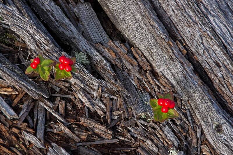 Натюрморты Белого моря фото превью