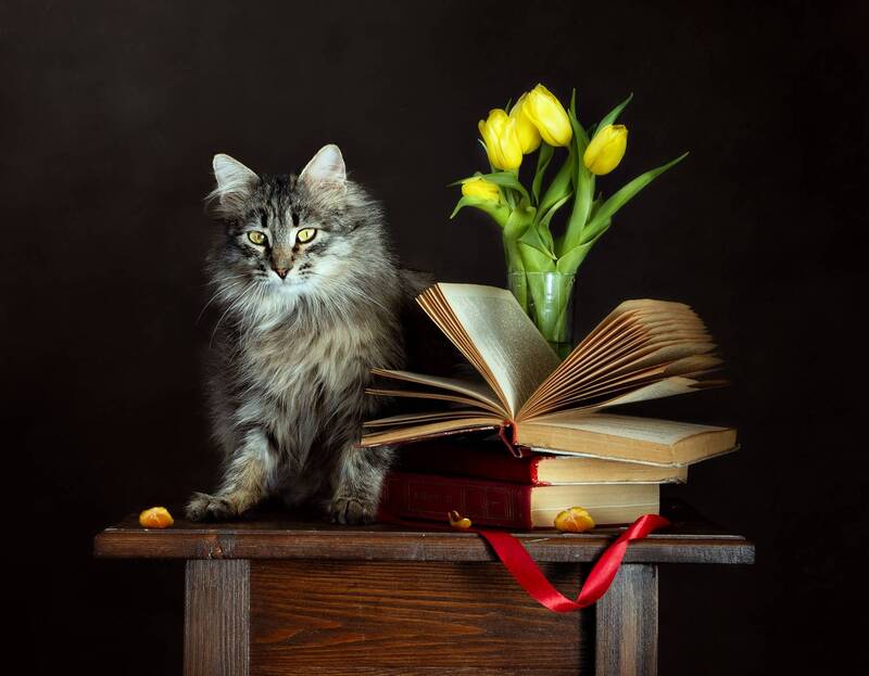 Мартовский кот фото превью