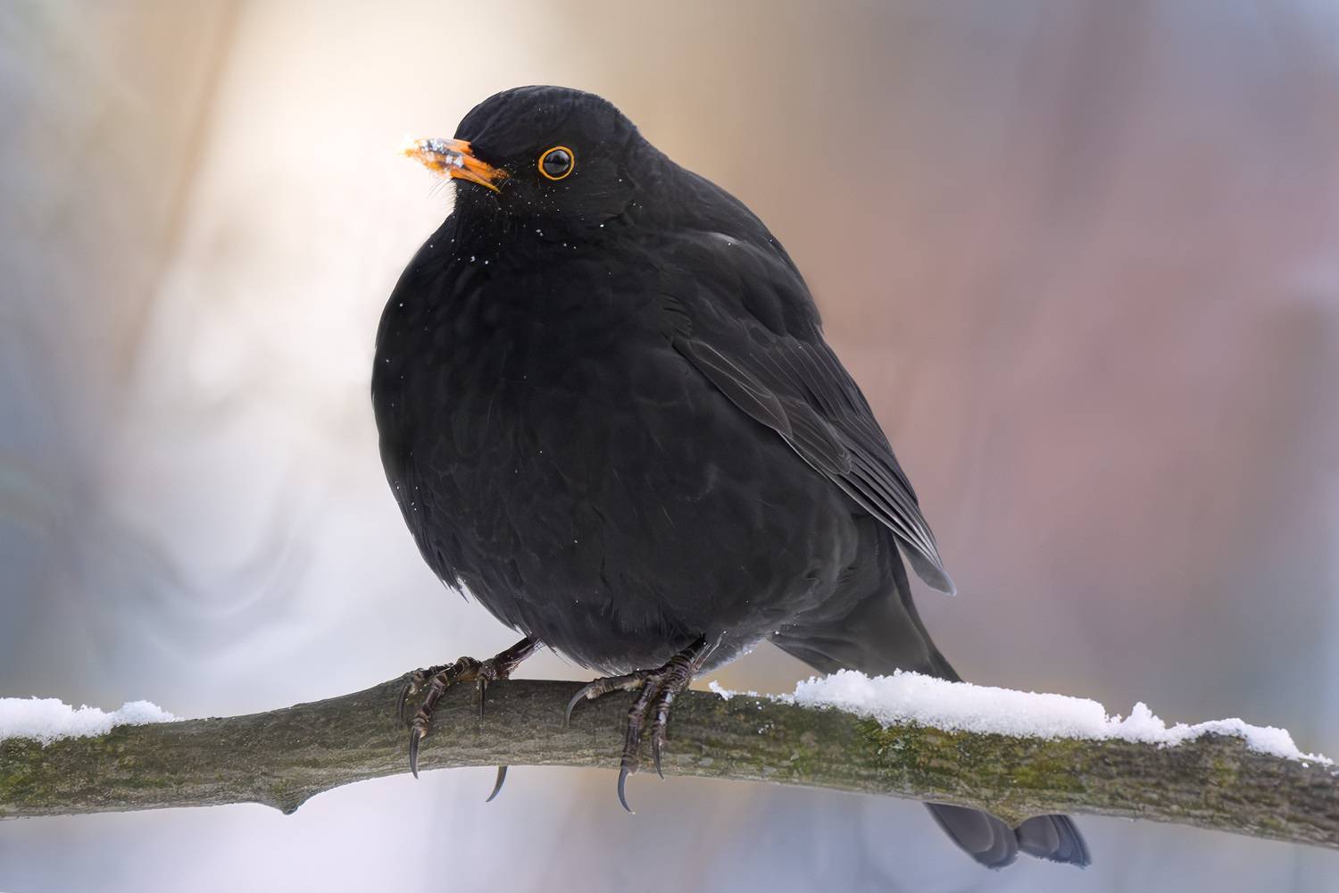 черный дрозд, дрозд, фотоохота, птицы, черный, снег, Москва, Измайлово, Михаил Ездаков