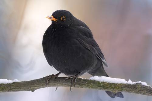Хорошего дрозда должно быть много