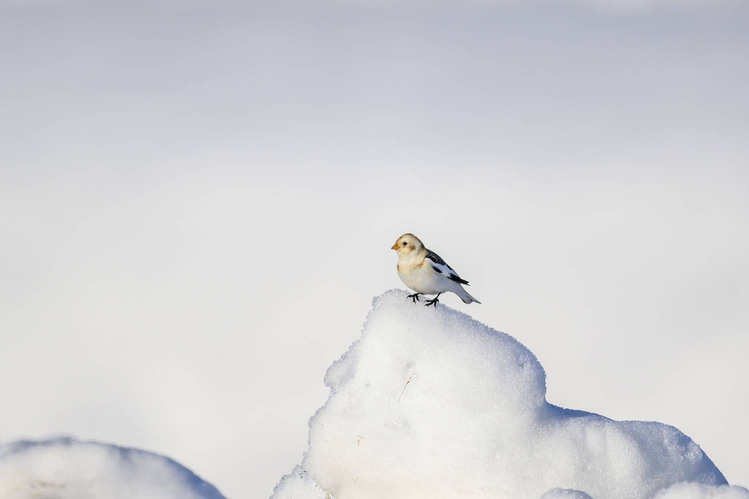 , Пупонин Сергей