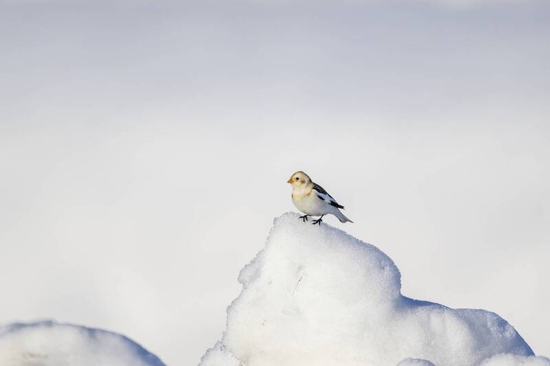 Пуночка фото превью