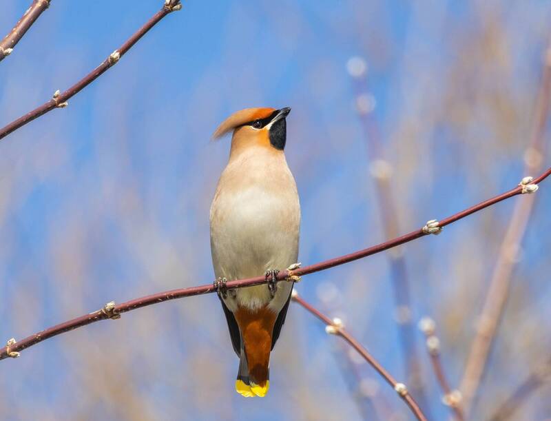 Свиристель фото превью