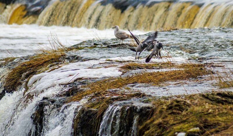 ūdens, putni Ūdens putni фото превью