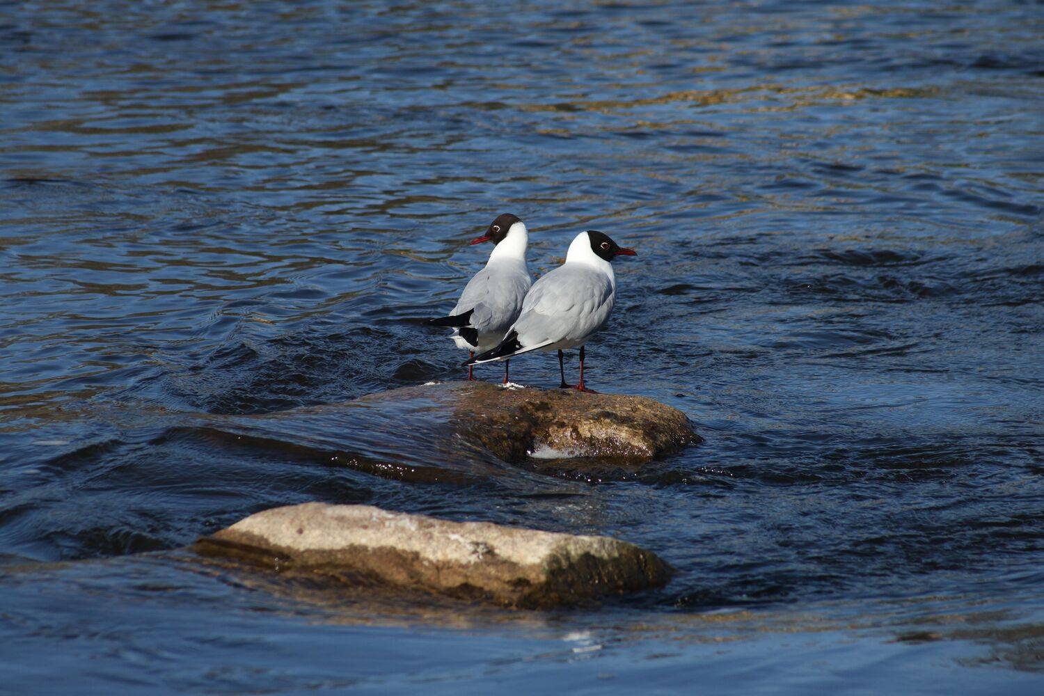 putni, ūdens, upe, akmens, Cielava Dace