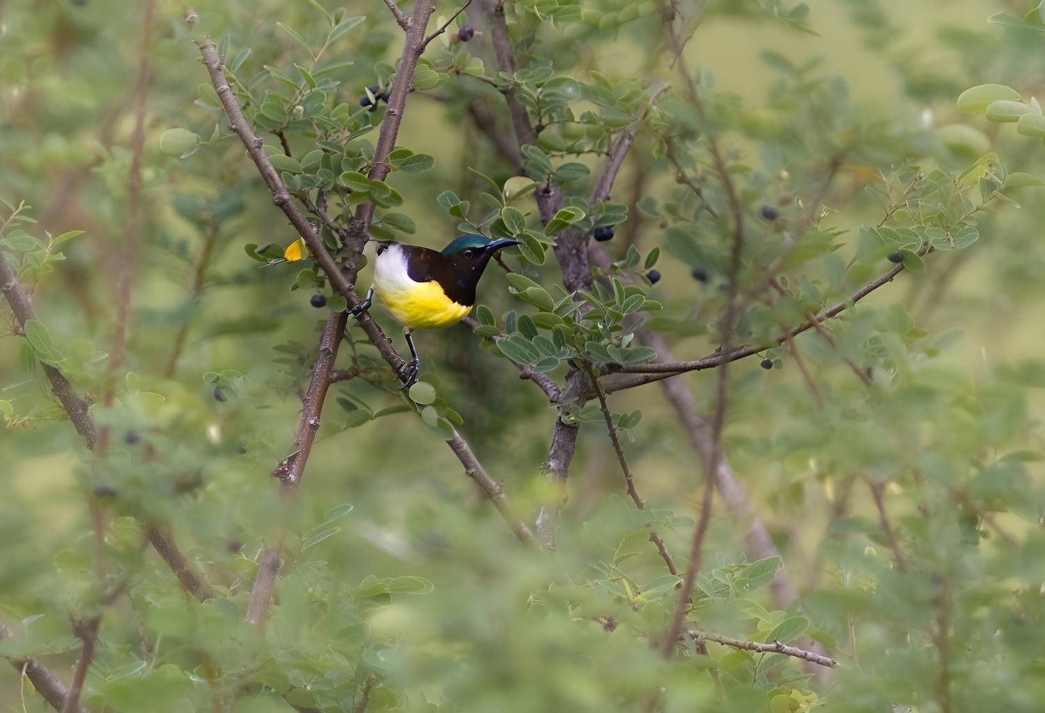 sun, bird, beauty, nature, wild, singbird, femake, small, colors, G N RAJA