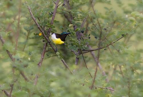 Sunbird