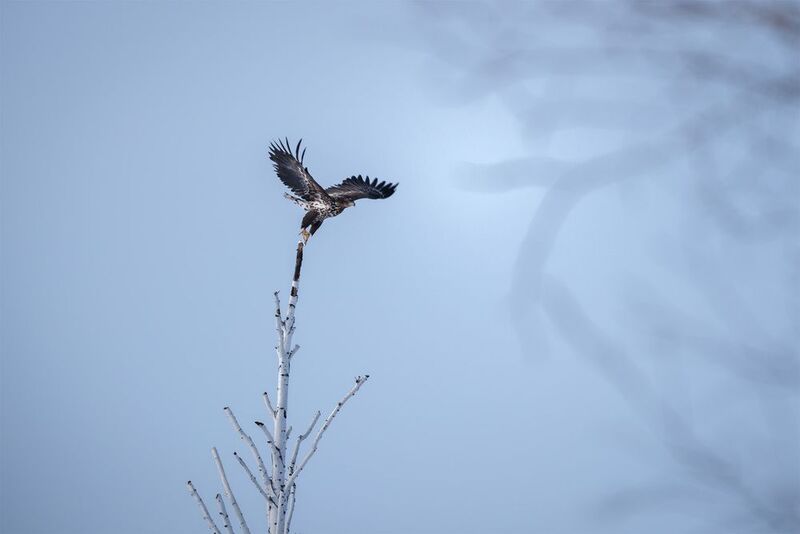 Расправим крылья фото превью