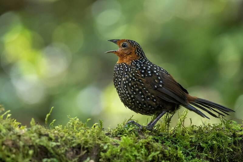 Ocellated Tapaculo фото превью