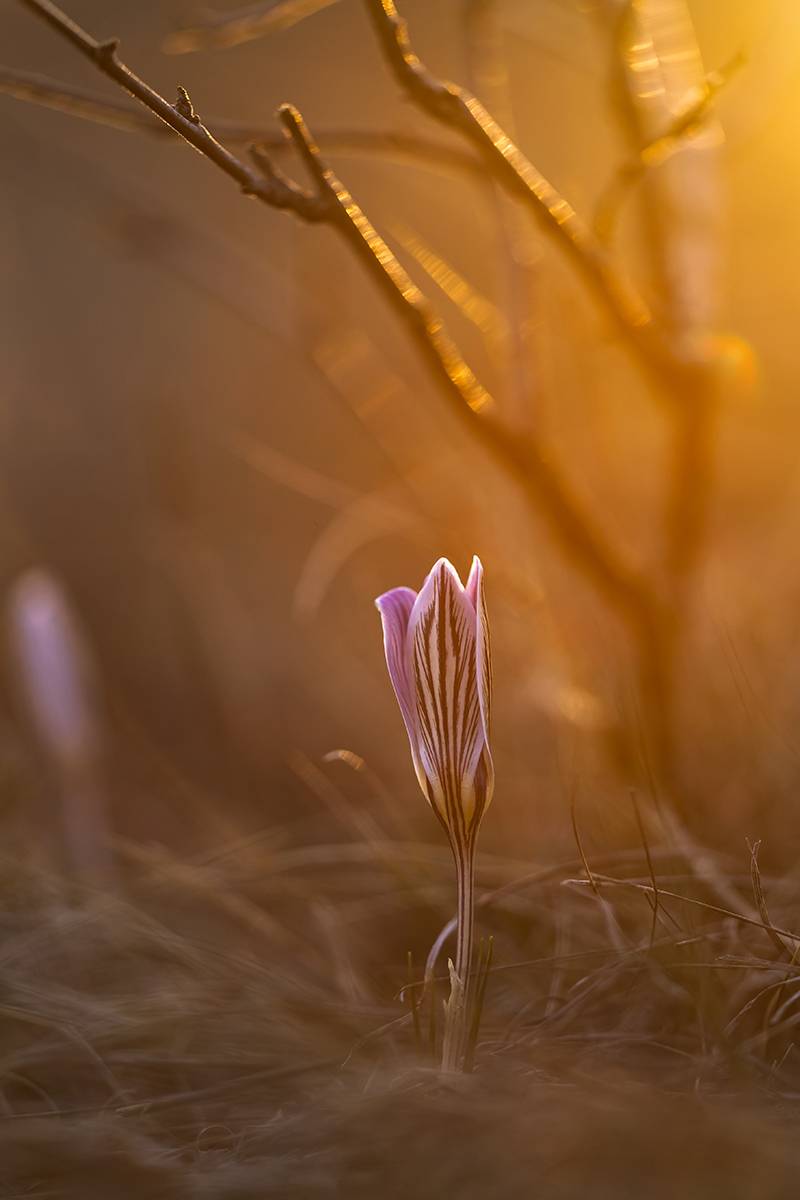 , Илья Михеев