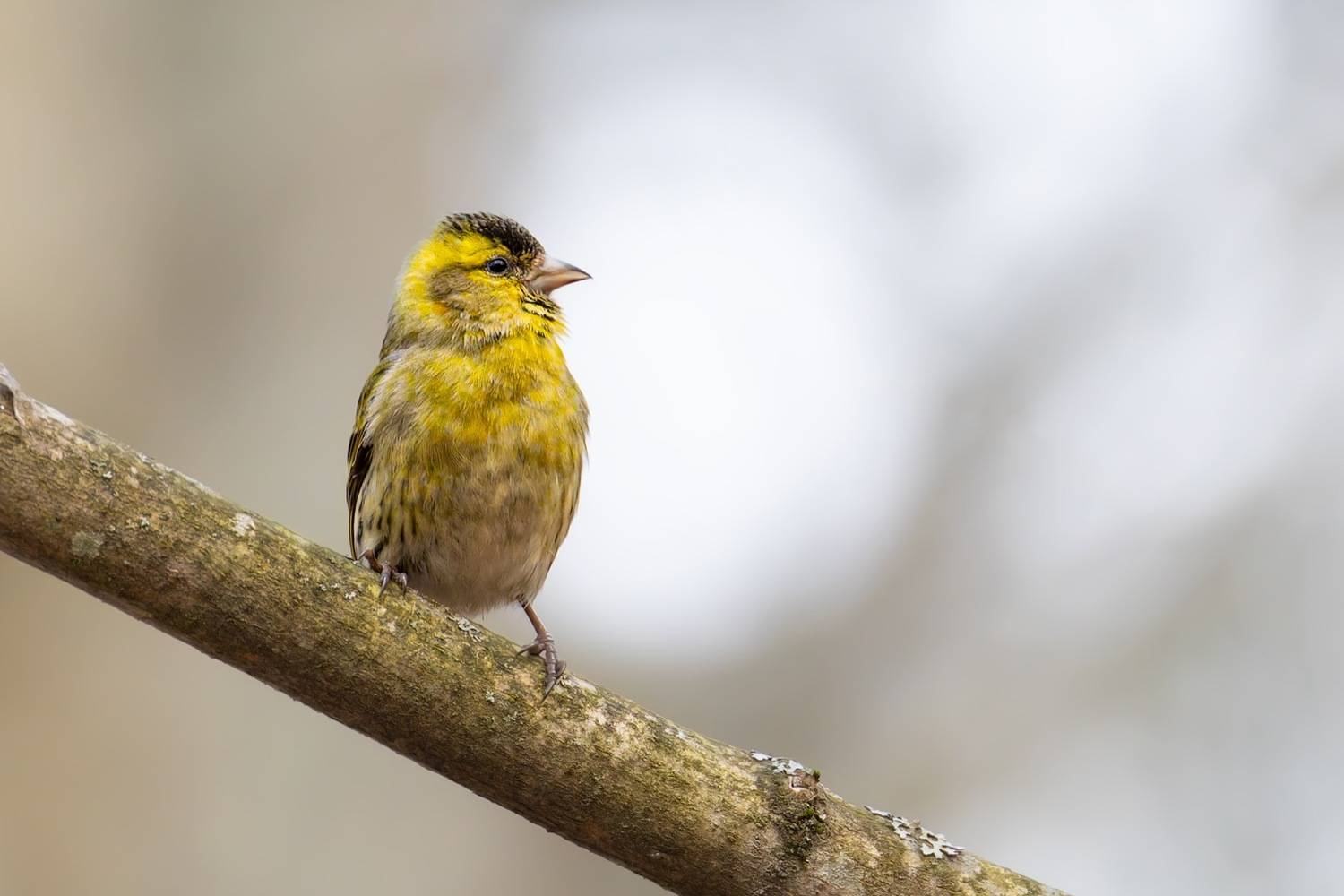 чиж, птицы, Ruslan Pl