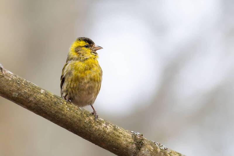 чиж, птицы  фото превью