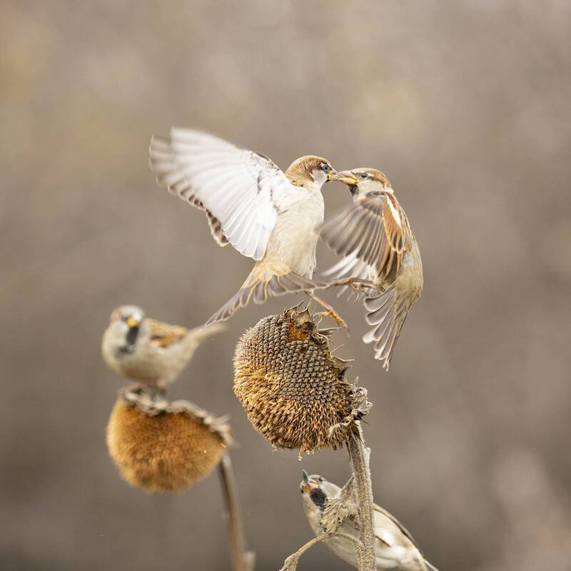 *** фото превью