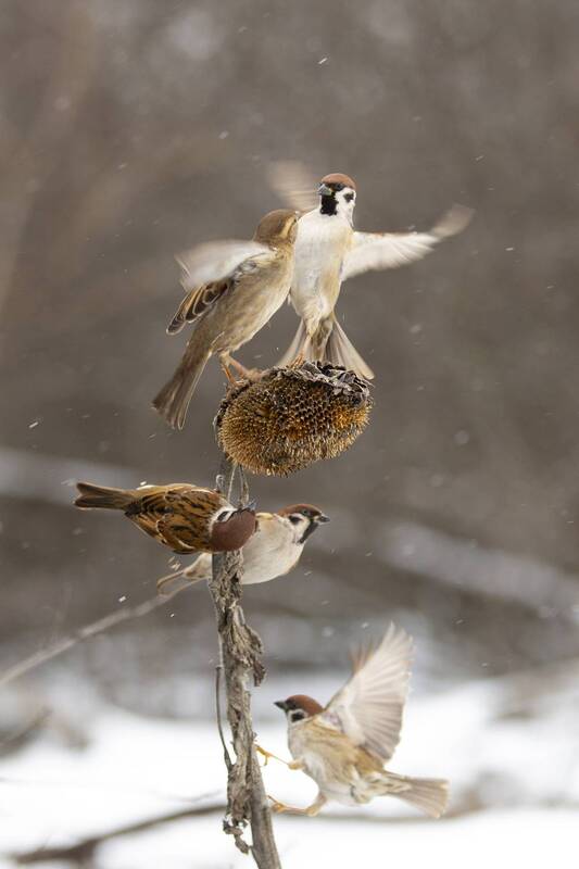 *** фото превью