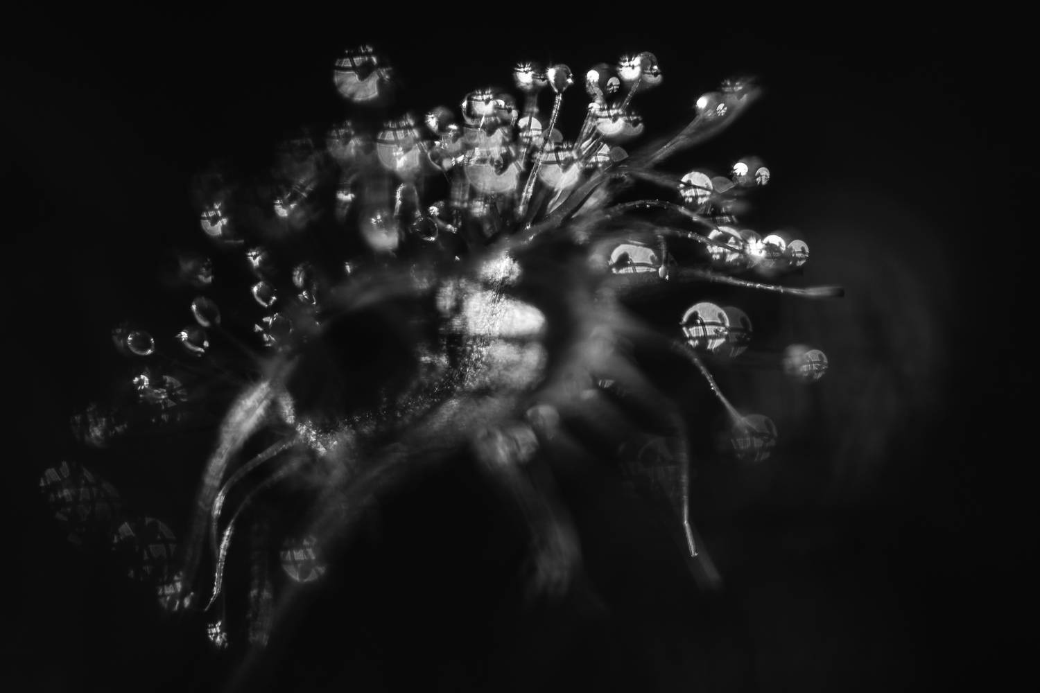 росянка круглолистная, чб, Ксения Соварцева