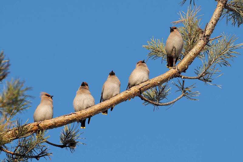 свиристель Банда свиристелей фото превью