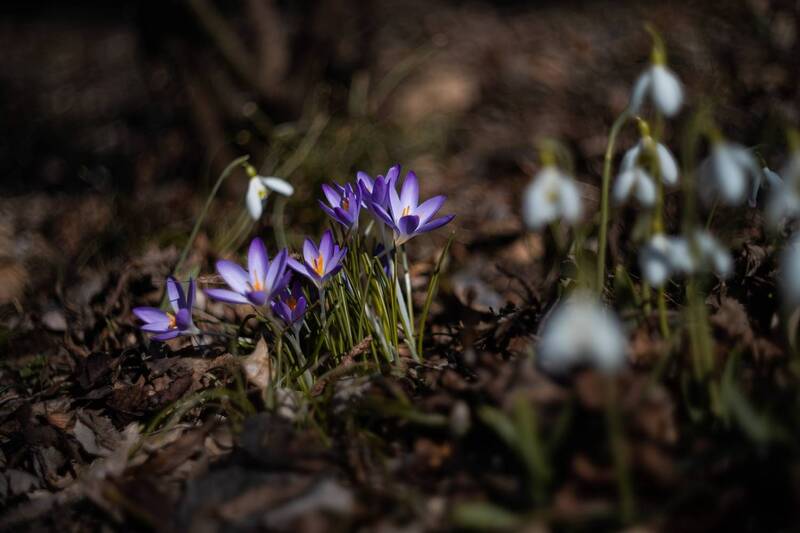 Мартовские крокусы. фото превью