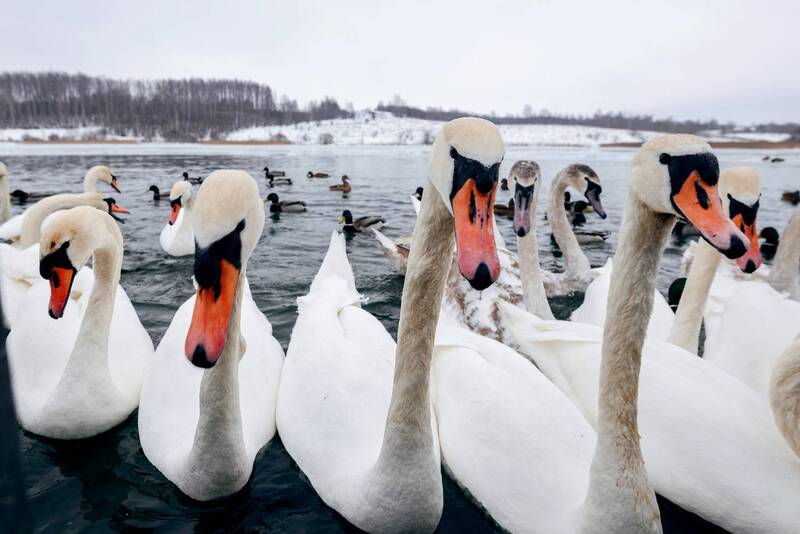 Лебединое озеро, 03.2026 фото превью
