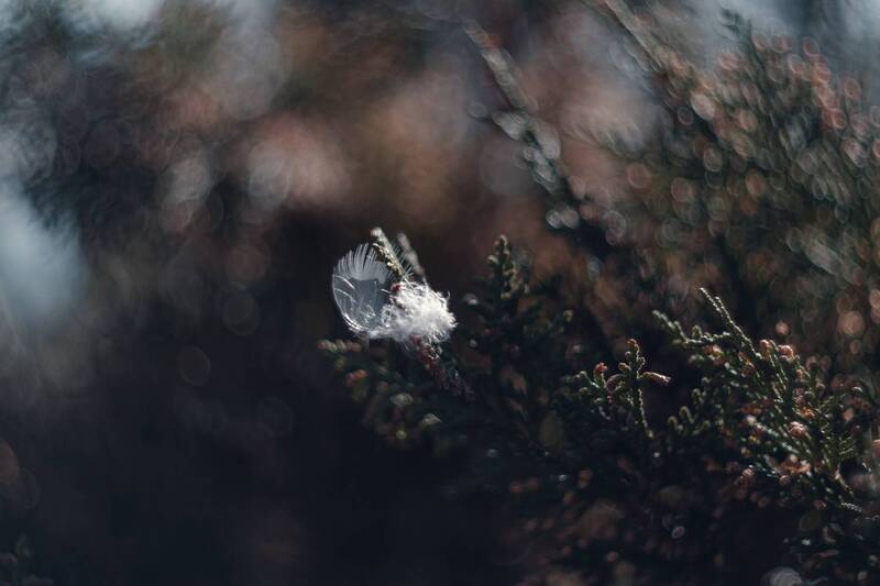 весна, март, природа, детали, атмосфера, красота, сияние, перо, шиповник, ягоды, мануальная_оптика, винтажный_объектив, mc_helios_77m_4 Мгновения юного Марта. фото превью