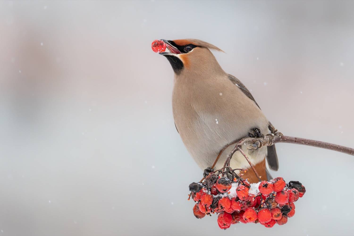 свиристель, рябина, птицы, Ruslan Pl