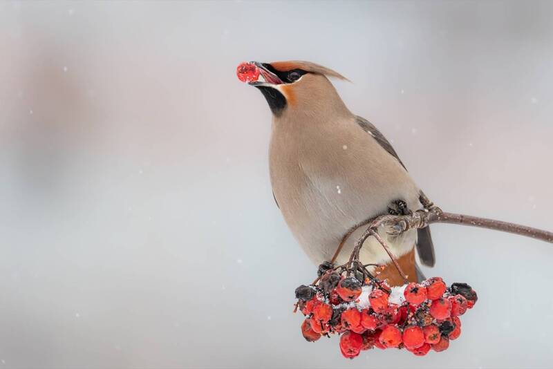 свиристель, рябина, птицы  фото превью
