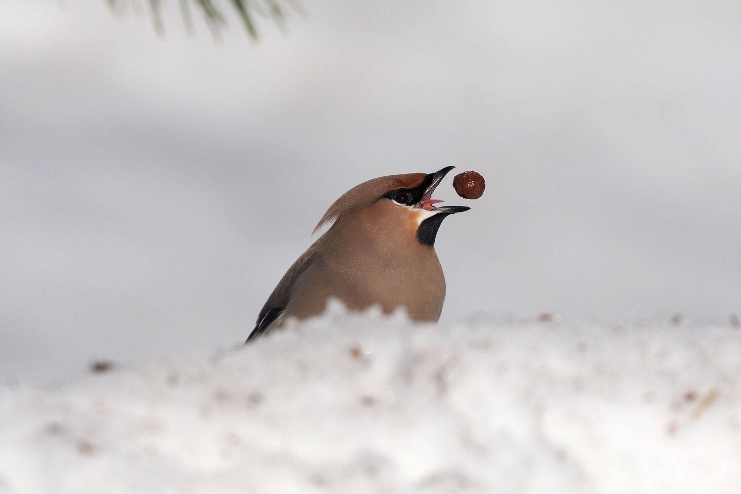 , Нурият Аллаярова