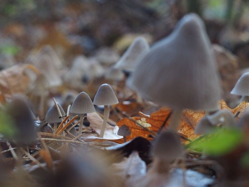 Грибная тема (Армия мицен) фото превью