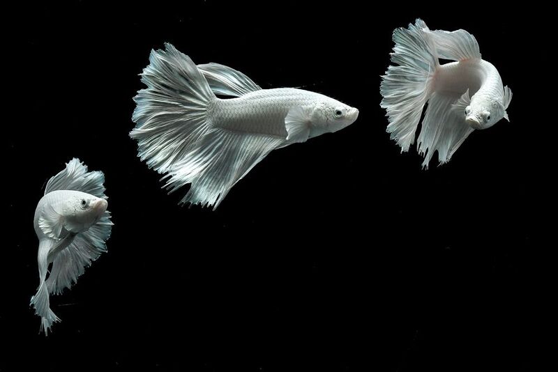 Hitam dan putih фото превью