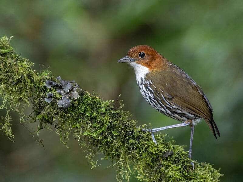 Chestnut-crowned Antpitta фото превью