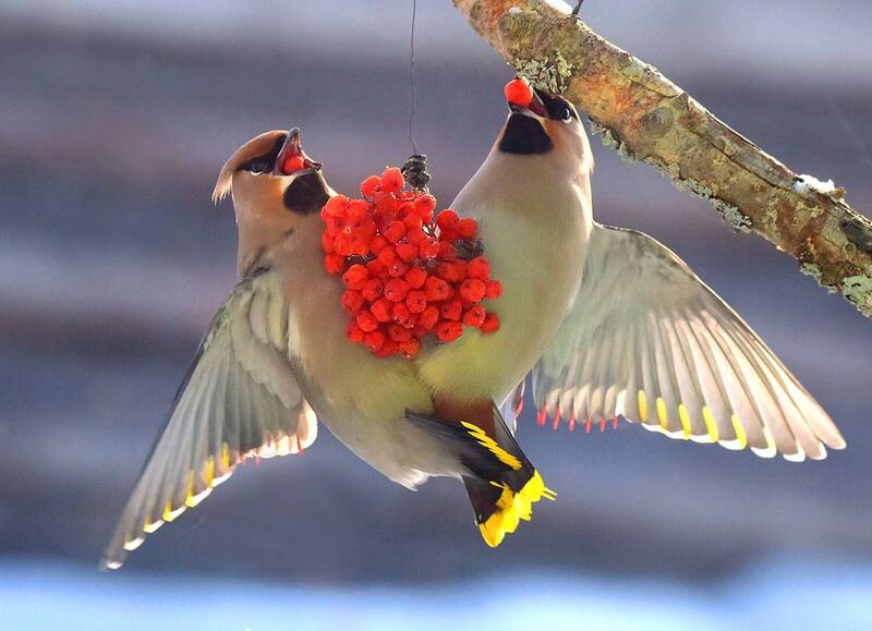 Торопыги. фото превью