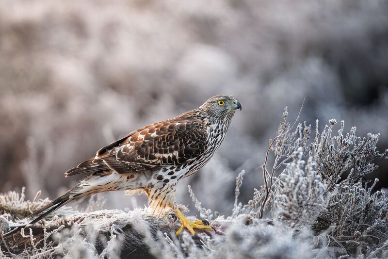 Eurasian sparrowhawk фото превью