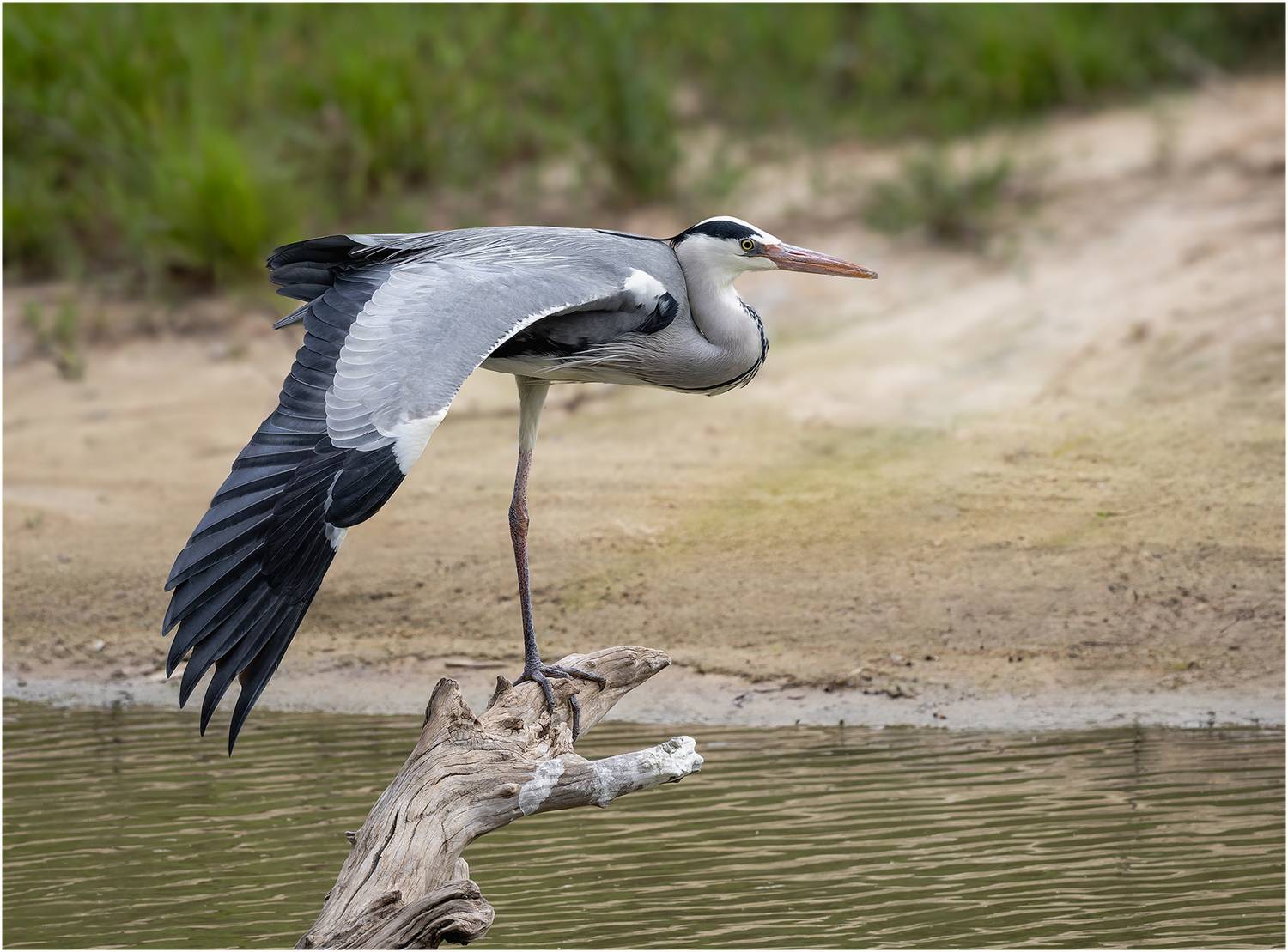 цапля, Alexsandr Grigoriev