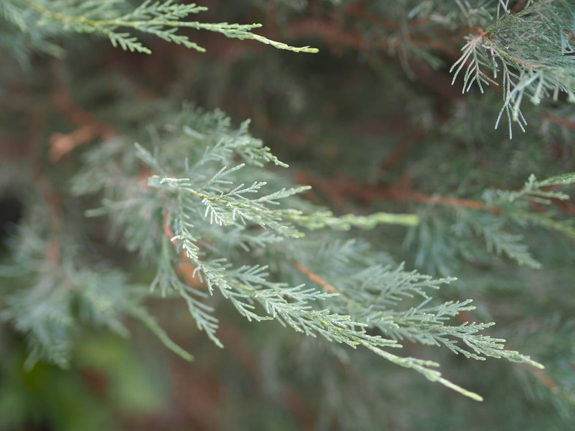 природа, макро, Вязовцев Андрей