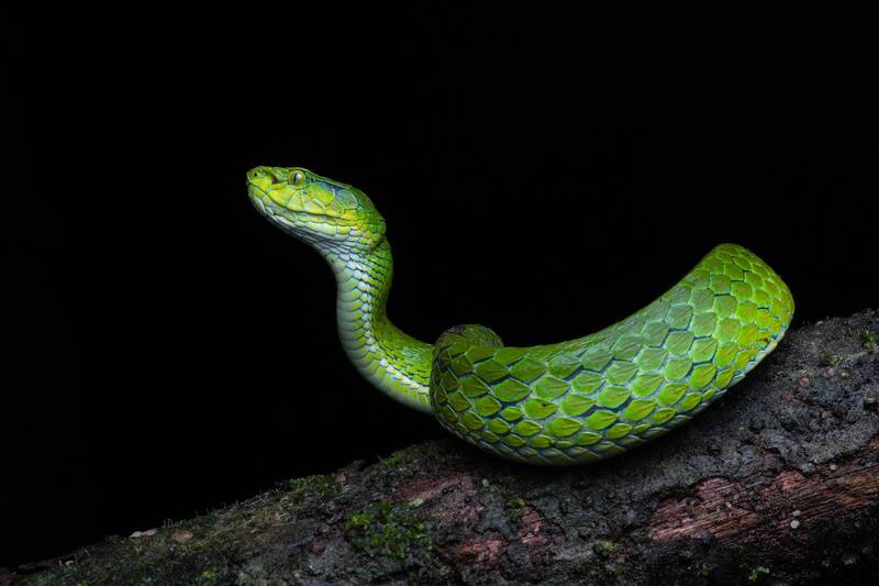 large-scaled pit viper, vipher, snake, macro, wildlife Large-scaled pit viper фото превью