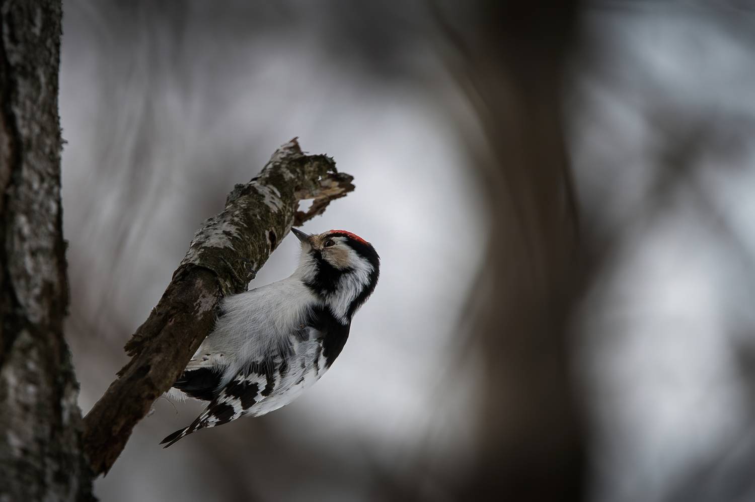 дятел, малый пестрый дятел, птица, Anton
