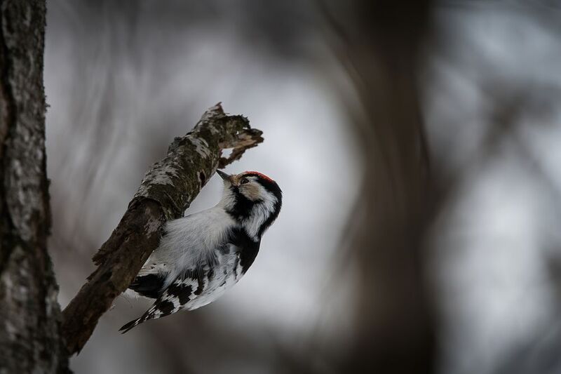 дятел, малый пестрый дятел, птица малый пестрый дятел фото превью