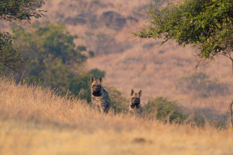 hyena, wildlife Small Cubs, Big Curiosity - Indian striped hyena фото превью