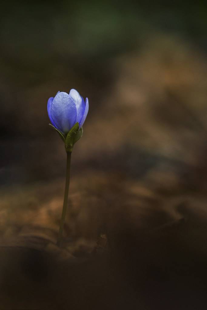 plant, flower, botany, selective focus, bokeh, close up, Andr&eacute;s Emilio