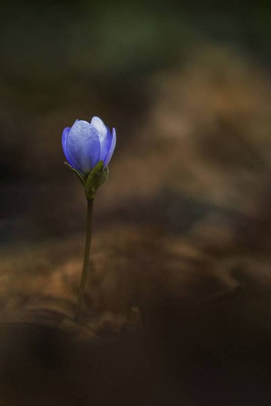 plant, flower, botany, selective focus, bokeh, close up Anemone hepatica фото превью