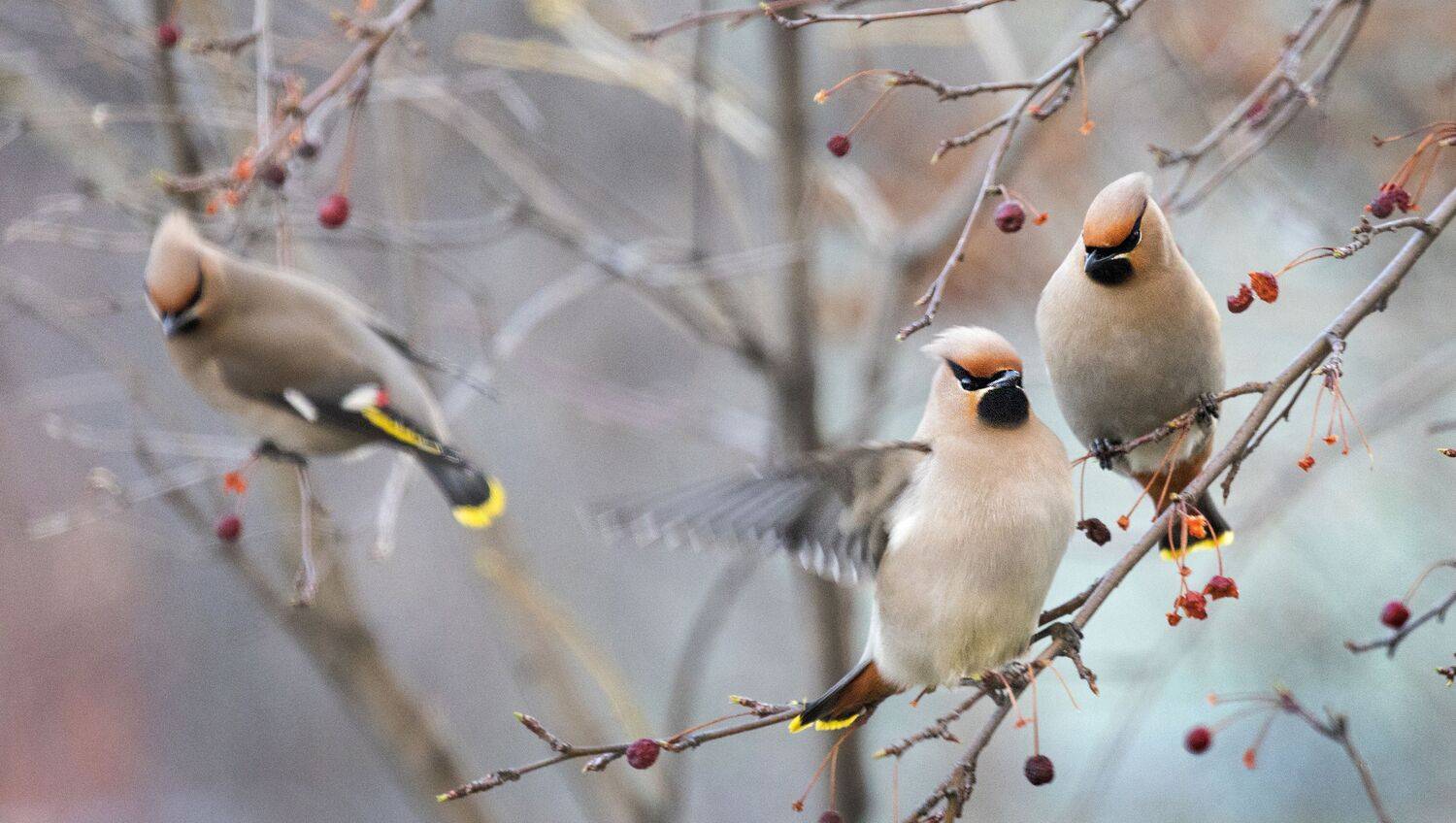 , Ушаков Валерий