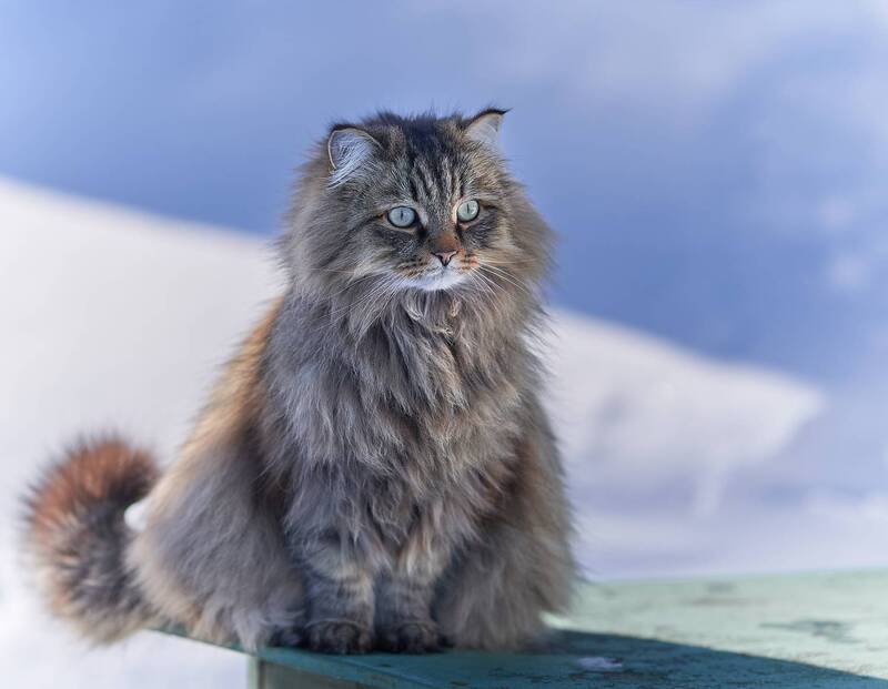 Мартовское напряжение фото превью